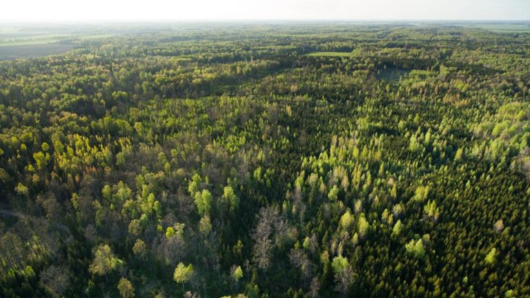 Lower Interest Rates May Fuel Demand for Housing and Timber